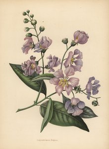 Pride of India Giant or Crepe-Myrtle, Lagerstroemia Speciosa by Unknown